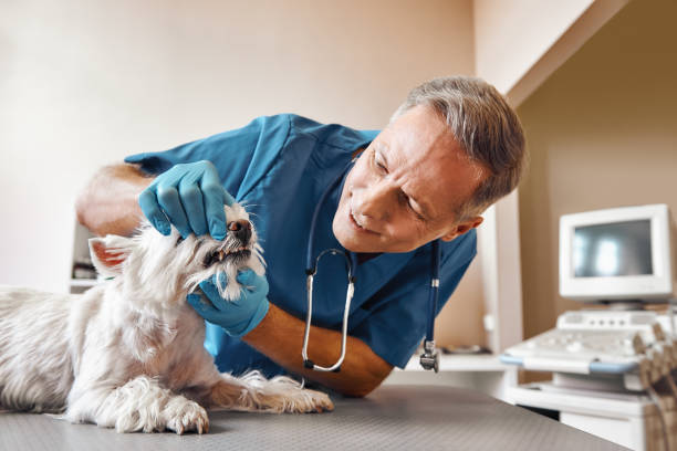 Best Emergency Gum Treatment in Key Biscayne, FL